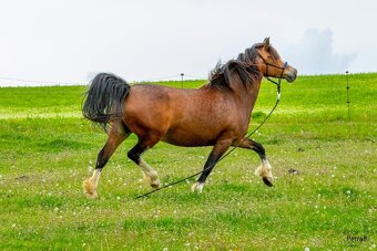 16-ti letá chovná klisna welsh pony sekce C - 5