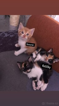 Koťátka - 5