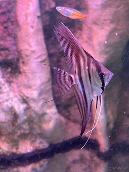 Pterophyllum scalare "Santa Isabel - 5
