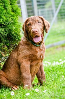 Hnědý retriever (jako hnědý labrador-chesapeake) s PP - 5
