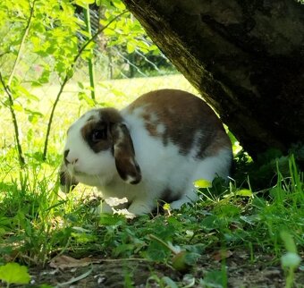 Zakrslý francouzský králíci rodu beránek - 5
