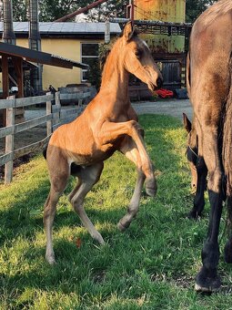 Hřebeček PREx fris - 5