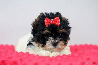 biewer yorkshire terrier s PP IHR - 5