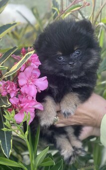 Nádherná štěňátka pomeraniana s PP - 5