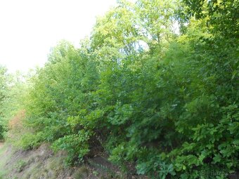 Prodej parcely3606m2,s výhledem na UL a lesem,Kr.Březno - 5