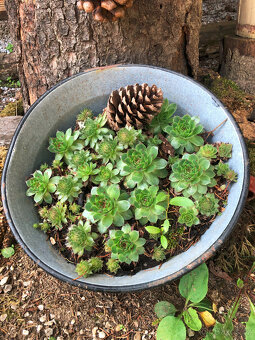 Velká zadělávací smaltovaná mísa k osázení na zahradu - 5