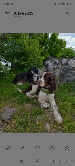 Anglický špringršpaněl - 5