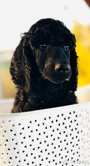 Pudl velký královský s PP - 5