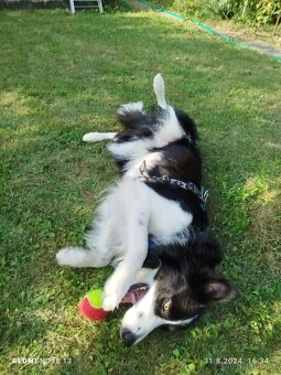 Krytí border kolie bez Pp - 5