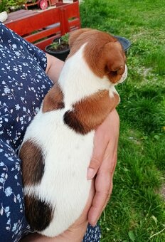 Jack russell terier krásný pejsek - 5