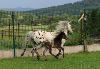 LUXUSNÍ minihorse hřebeček - 5