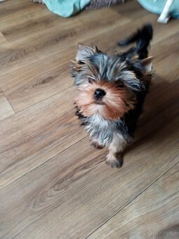 Yorkshire terrier, Jorkšírský teriér PP FCI - 5