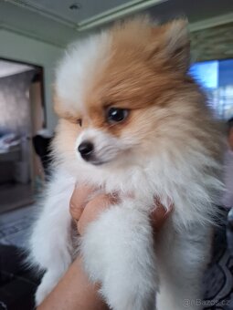 Štěňátko Pomeranian - 5