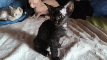 Sphynx koťata - 5