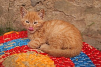 kluk Garfieldek, holčička Tlapička hledá nový domov - 5