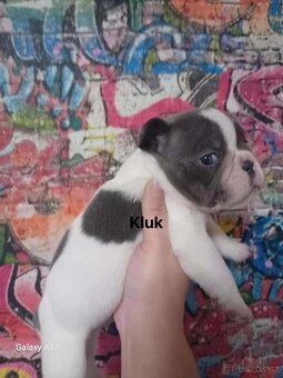 Francouzský buldoček - 5