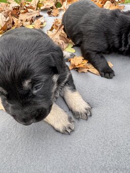 Štěňata labradorského retrívra - 5