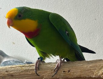 Pár papoušek nádherný - 5