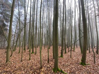 Lesní pozemek Chářovice - 5