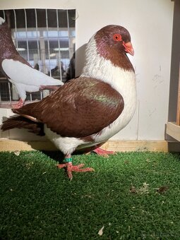 Moravský pštros červený  -  Pár - 5