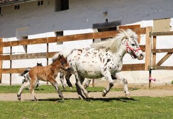 ELEGANTNÍ minihorse klisna - 5