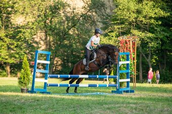 Huculská klisna, hucul, pony, malý kůň - 5