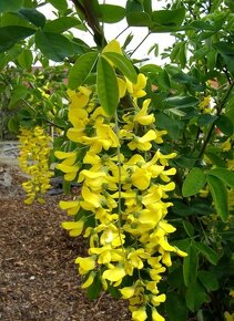 Štědřenec odvislý - Laburnum anagyroides 30 semen 50 Kč - 5