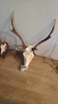 Trofej Jelen +5 podlozek - 5