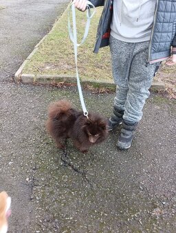 Pomeranian s PP - 5