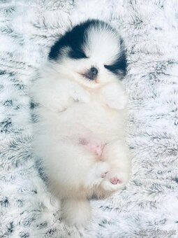 Pomeranian mini - 5