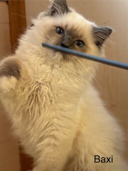 RAGDOLL - 5