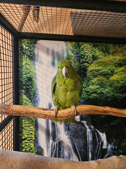 Amazoňan pomoučený REZERVACE - 5