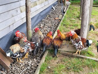 Prodám letošní kohouty - 5
