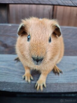 Prodám mláďata morčat - 5