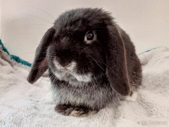 Volný Sameček - Anglický Zakrslý Beránek MiniLop🍑🧡🤍 - 5