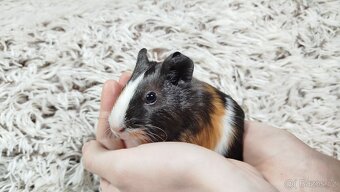 Morče, Morčata, Morčátko, Morčátka - JUSTÝNA A JESSIE - 5