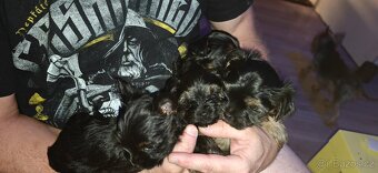 Jorkšírský teriér - 5