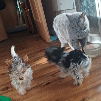 Biewer jork-fenečky bez pp,táta německý pp - 5