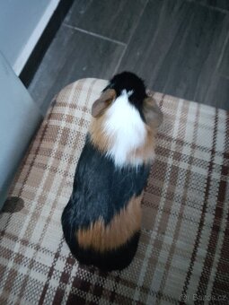 Morčátko - sameček - 5