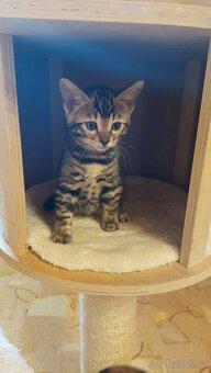 Bengalská kočka-koťátka s PP - 5