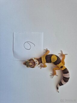 Gekončík noční - 5