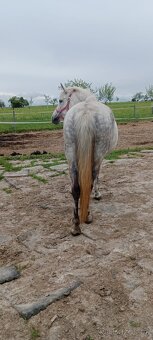 Pony klisna kat. A - 5