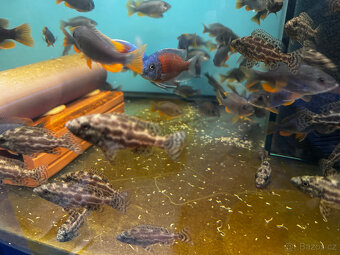 Tlamovci Nimbochromis polystigma F1 - 5