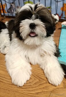 Shih-tzu s PP vymazlená štěňátka (Shih tzu) - 5