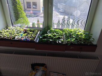 Chilli sazenice - 5