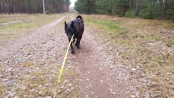 CONNIE K ADOPCI - nejvěrnější parťačka, mazel na N-tou - 5
