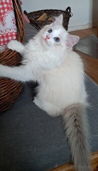 Kočičky ragdoll s PP - 5