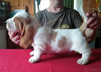 Bassethound - 5