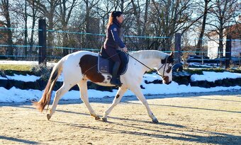 Připouštění homozygotním APH - 5