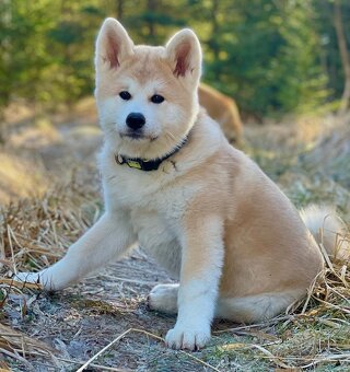 Očekáváme narození štěňátek Akita Inu s PP - 5